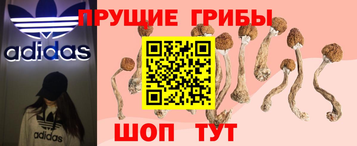 Нововоронеж  Псилоцибиновые грибы MAGIC MUSHROOMS  Вход с VPN 